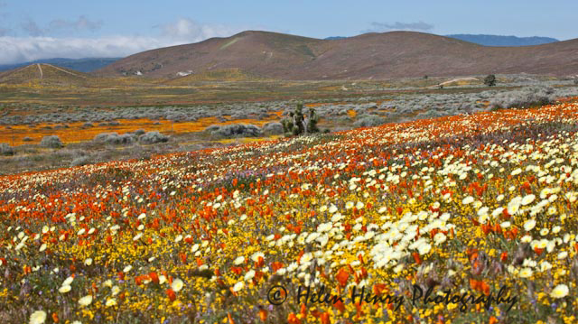Antelope Valley Poppy Fields